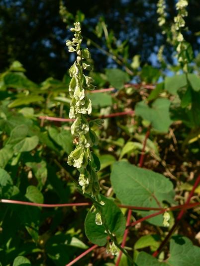{Fallopia scandens}